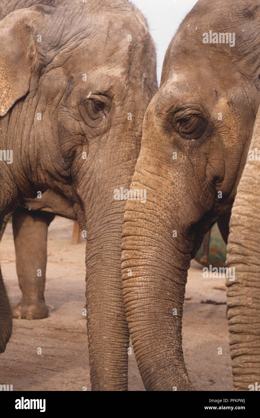Elephas maximus, due elefanti indiani sfregare le loro teste e ruvida tronchi rugosi insieme. Foto Stock