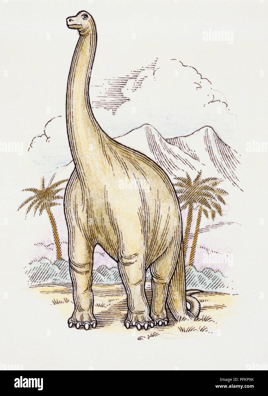 Opera d'arte di un Brachiosaurus. Foto Stock