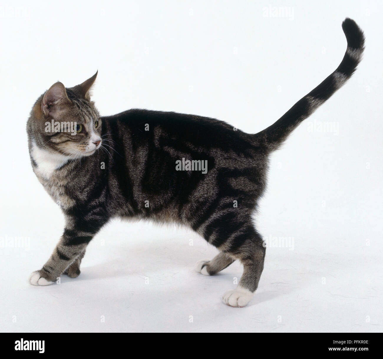 Brown Classic Tabby e bianco non-pedigree shorthaired cat con modellazione con striping, in piedi con il tail rialzato. Foto Stock