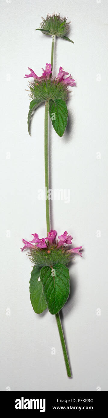 Clinopodium vulgare, basilico selvatico stelo con ampiamente separato grappoli di viola fiori di colore rosa con hairy calyces. Foto Stock