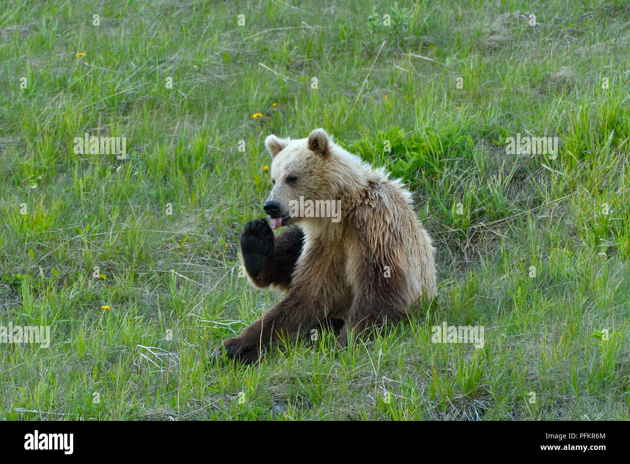 Una luce colorata capretti orso grizzly (Ursus arctos); seduti in un prato di erba leccare le sue dita dei piedi nelle zone rurali di Alberta in Canada Foto Stock