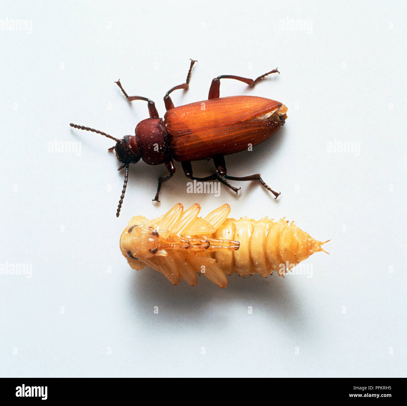 Farina beetle, pupa e completamente cresciuti stadio, vista da sopra Foto Stock