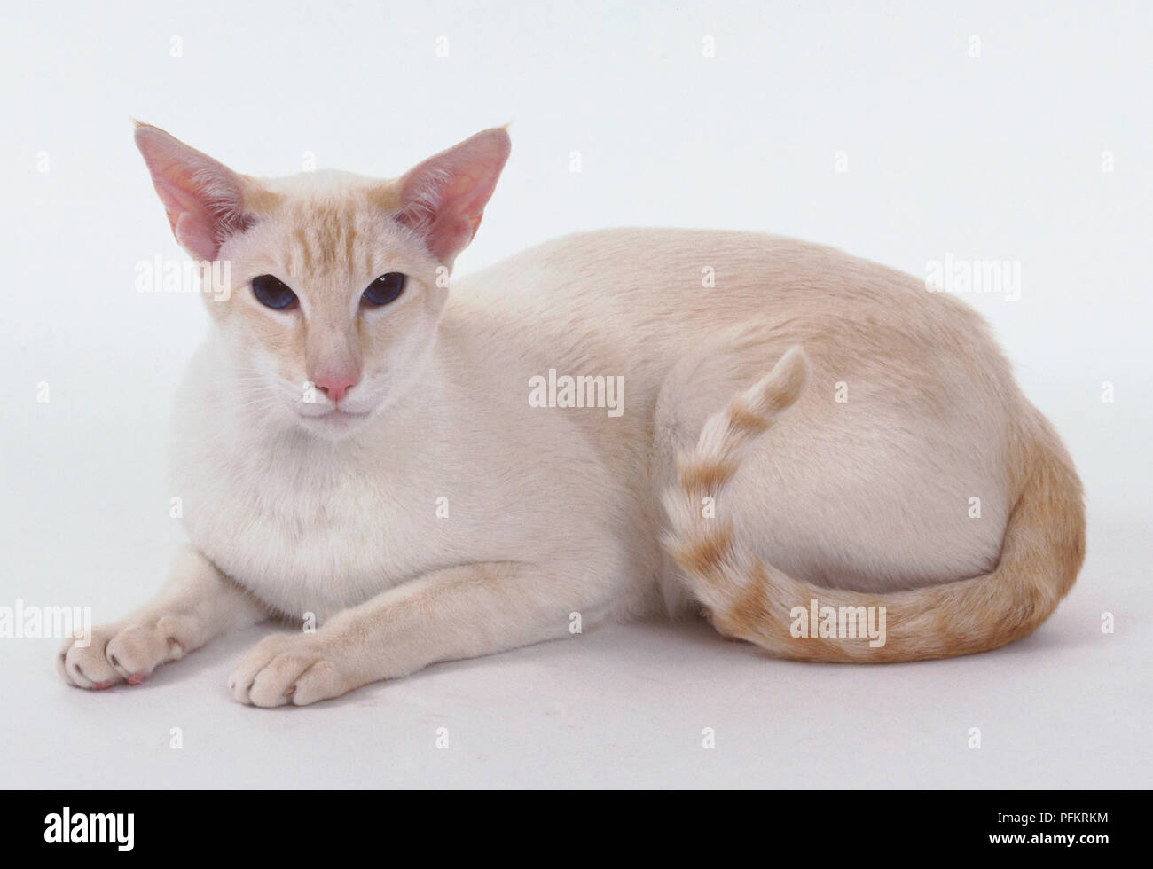Rosso tabby point siamese gatto con mantello bianco con note di albicocca e chiaramente definiti gli anelli di coda, sdraiato. Foto Stock