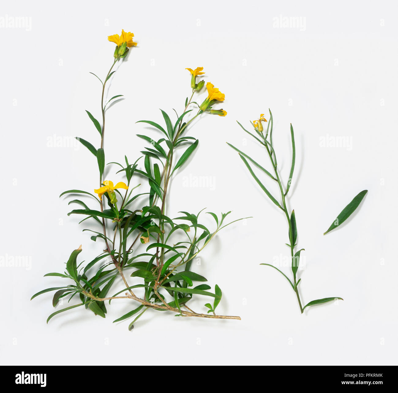 Erysimum cheiri (Violaciocca), i gambi e le foglie di giallo fiori selvatici Foto Stock