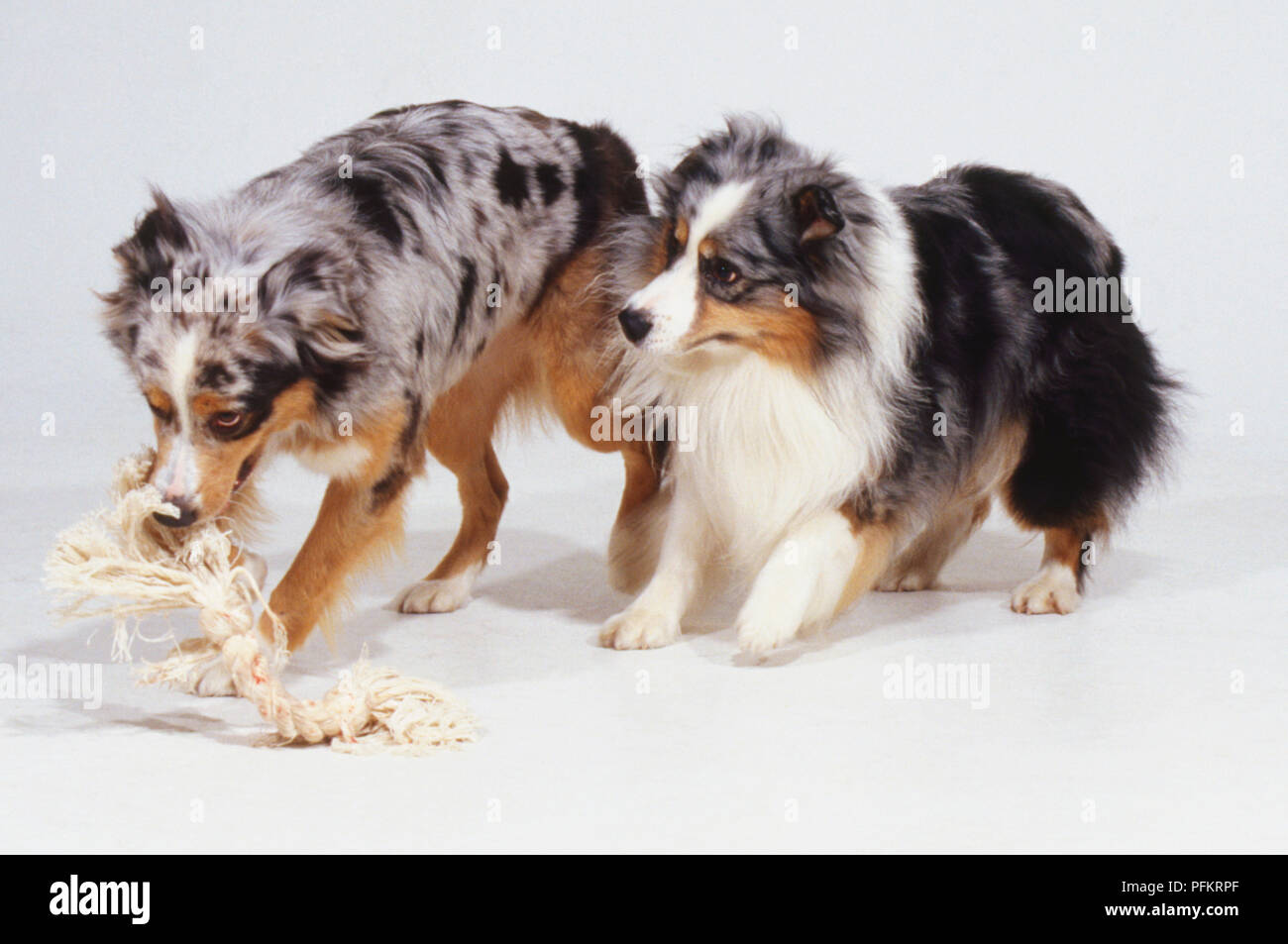 Due cani di giocare insieme con una corda giocattolo. Foto Stock