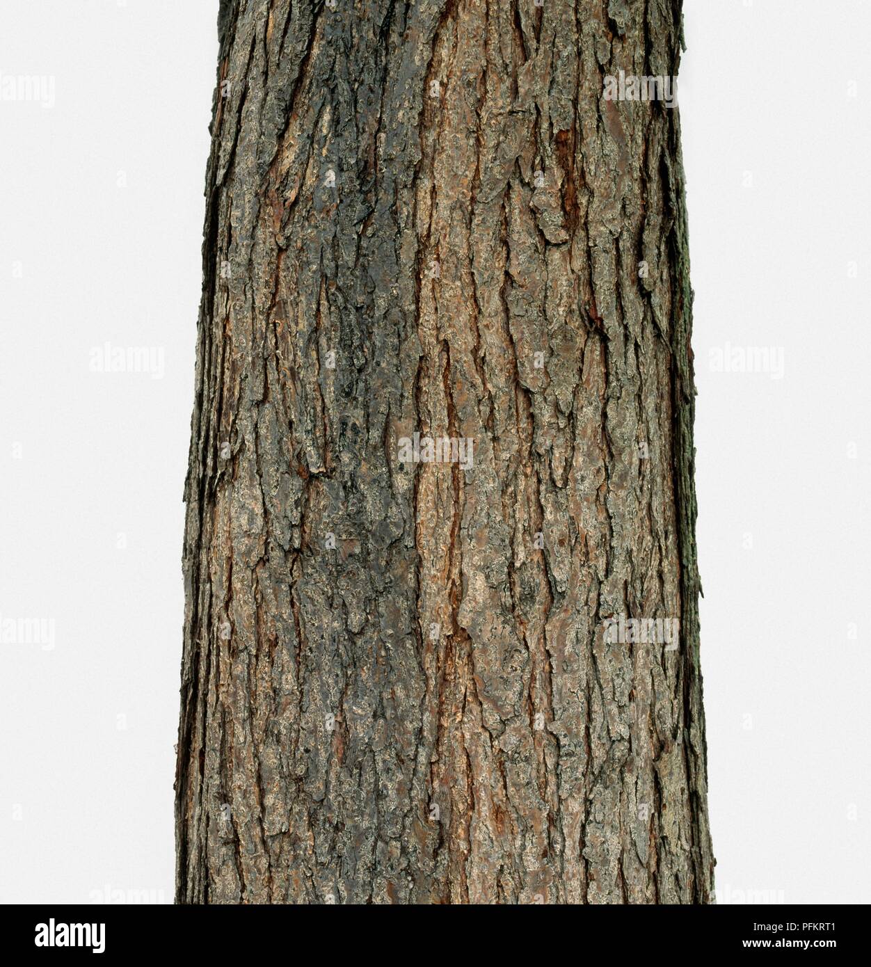 Toona sinensis (Cina) in mogano, corteccia sul tronco di albero, close-up Foto Stock