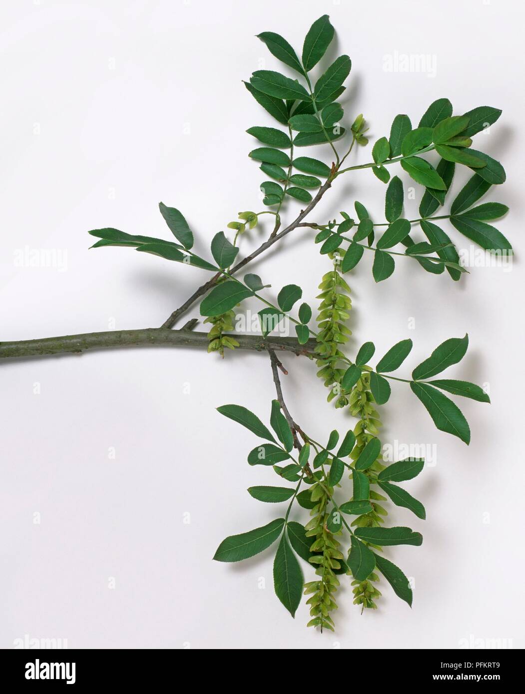 Pterocarya stenoptera (Cinese dado ad alette), il ramo con foglie e ramoscelli Foto Stock