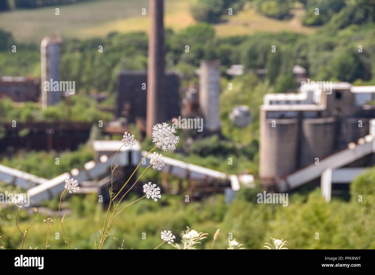 Piccolo fiore bianco che cresce su un bottino punta con le costruzioni abbandonate della ex Cwm colliery e forni a coke sfocati in background Foto Stock