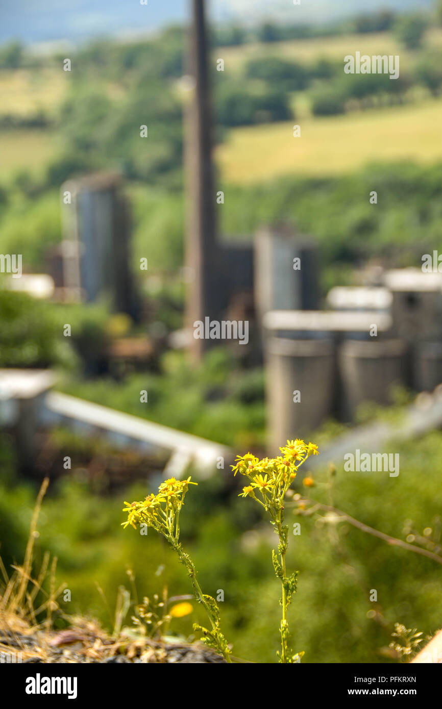 Piccolo fiore giallo che cresce su un bottino punta con le costruzioni abbandonate della ex Cwm colliery e forni a coke sfocati in background Foto Stock