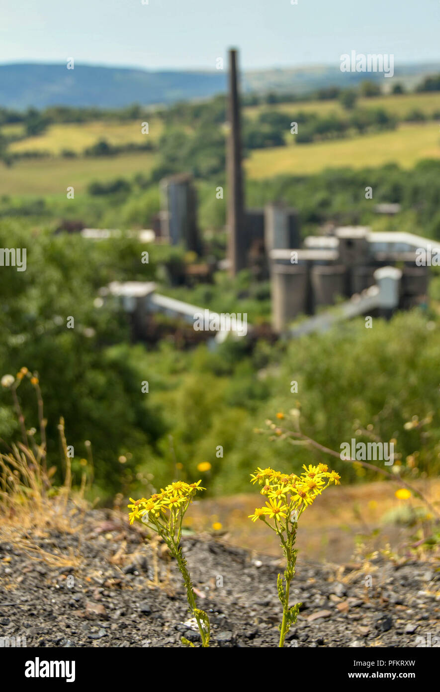 Piccolo fiore giallo che cresce su un bottino punta con le costruzioni abbandonate della ex Cwm colliery e forni a coke sfocati in background Foto Stock