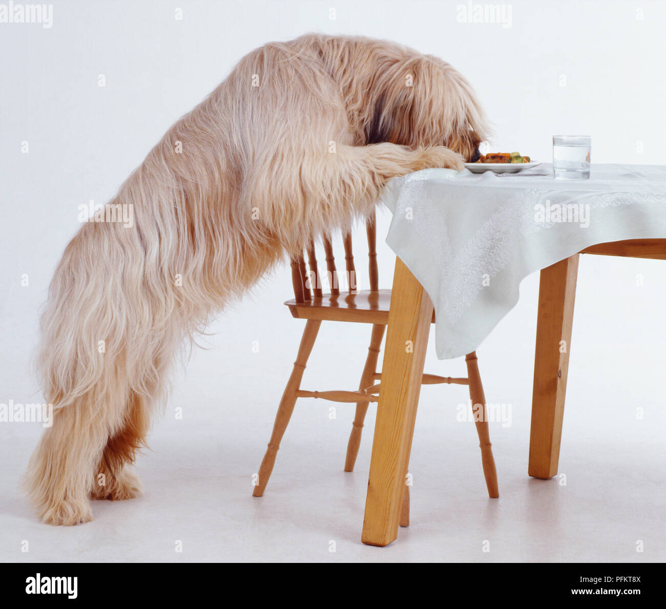 Un longhaired Briard strisciate cibo da una piastra su un tavolo per la cena in piedi sulle zampe posteriori accanto a una sedia in legno. Foto Stock