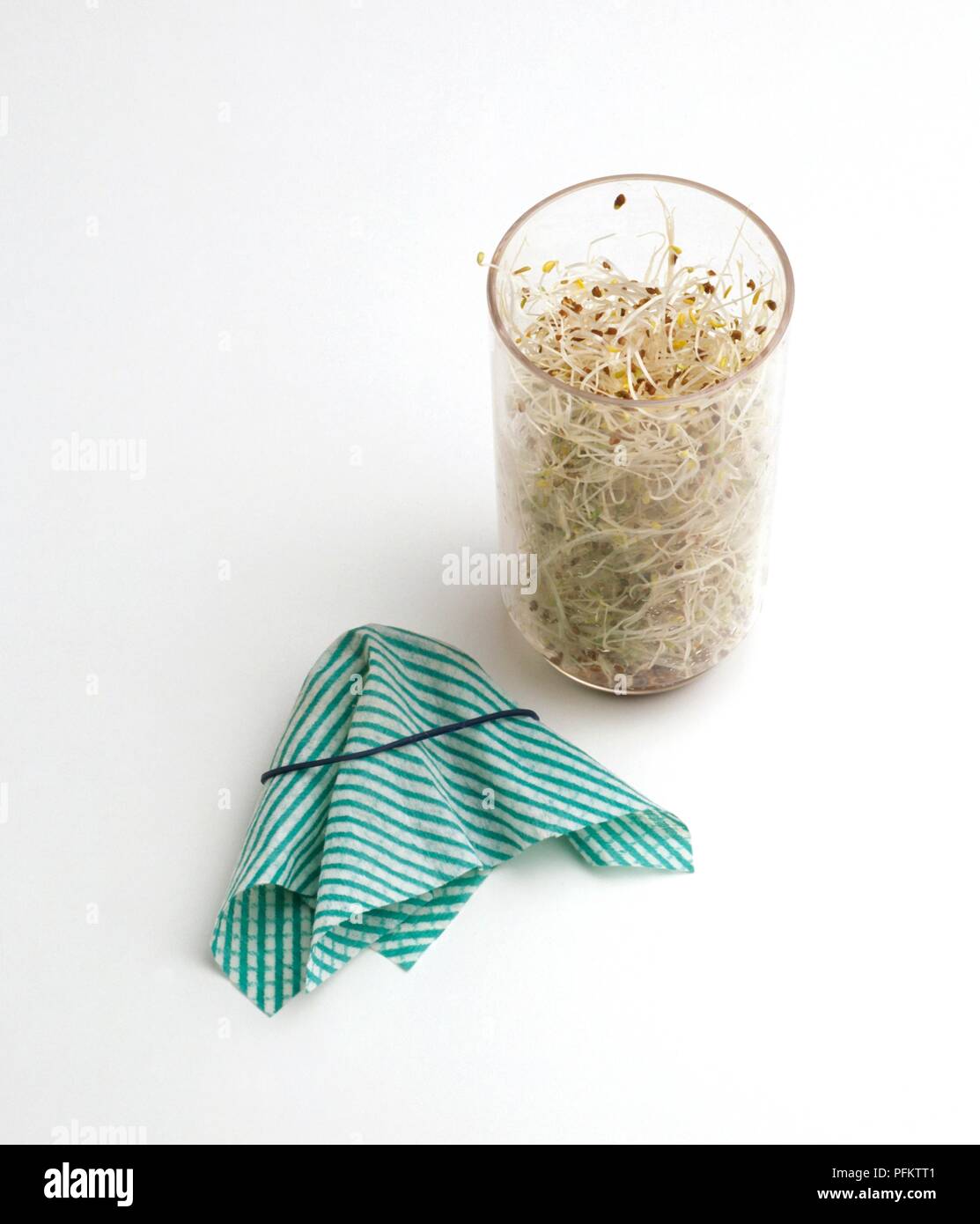 Vaso contenente semi coltivati in erba medica, cucina panno e fascia di gomma accanto ad esso Foto Stock