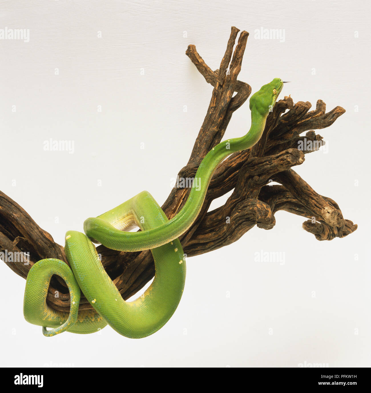Green Tree Python parzialmente avvolto attorno ad una filiale di grandi dimensioni. Il serpente è verde chiaro con una linea tratteggiata di marcature bianche lungo la linea mediana del dorso. Rigonfiamenti sono visibili su la testa e il serpente ha gli occhi verdi. Foto Stock