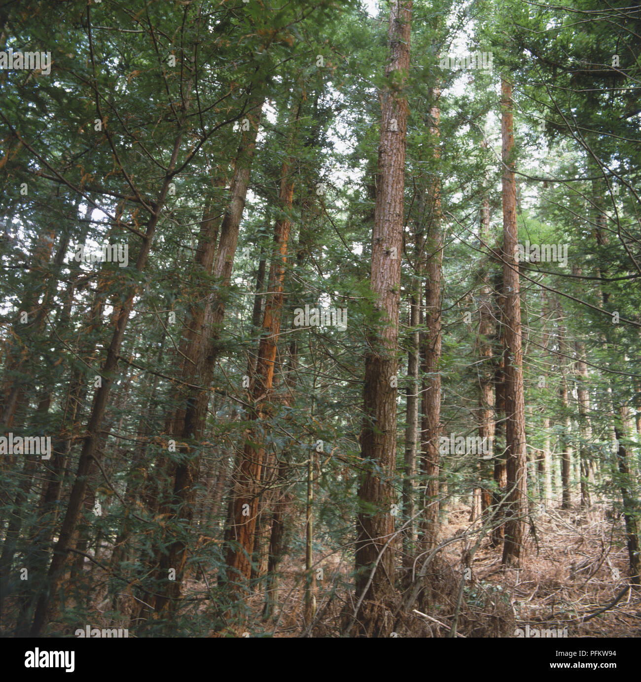 Foreste di conifere immagini e fotografie stock ad alta risoluzione Alamy