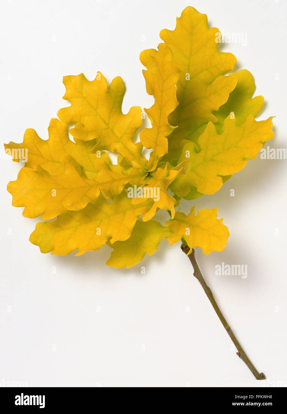 Fagaceae, Quercus rubra "Concordia", farnia, luminoso giallo, traslucido foglie a molla. Foto Stock