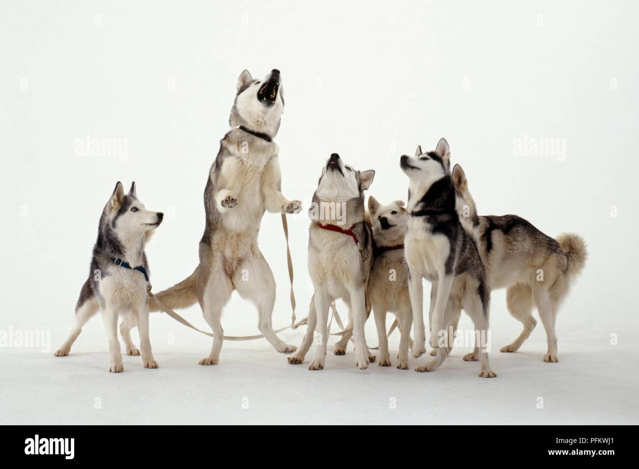 Pack di Siberian Husky cani, uno sulle zampe posteriori Foto Stock