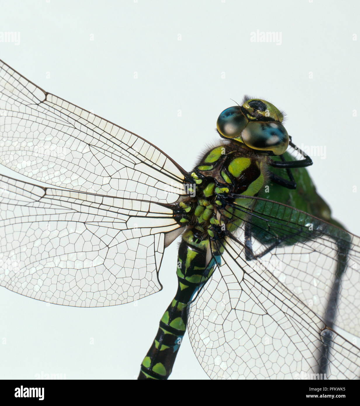 Darner verde o verde comune Darner (Anax junius) dragonfly Foto Stock