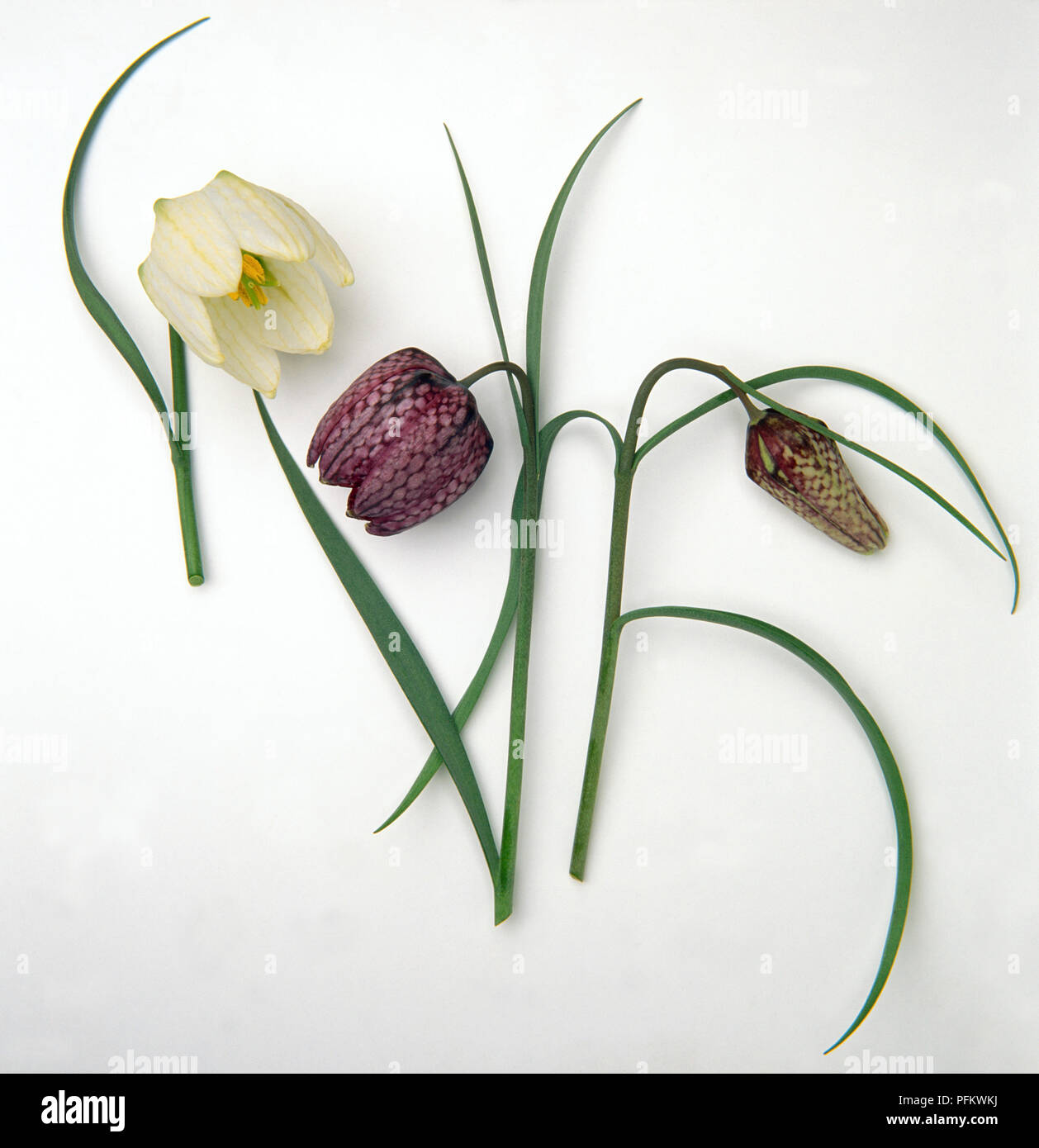 Fritillaria meleagris, Snakeshead Lily, perenne, annuire, Lanterna a forma di viola e fiori bianchi, rastremandosi in foglie lineari. Foto Stock