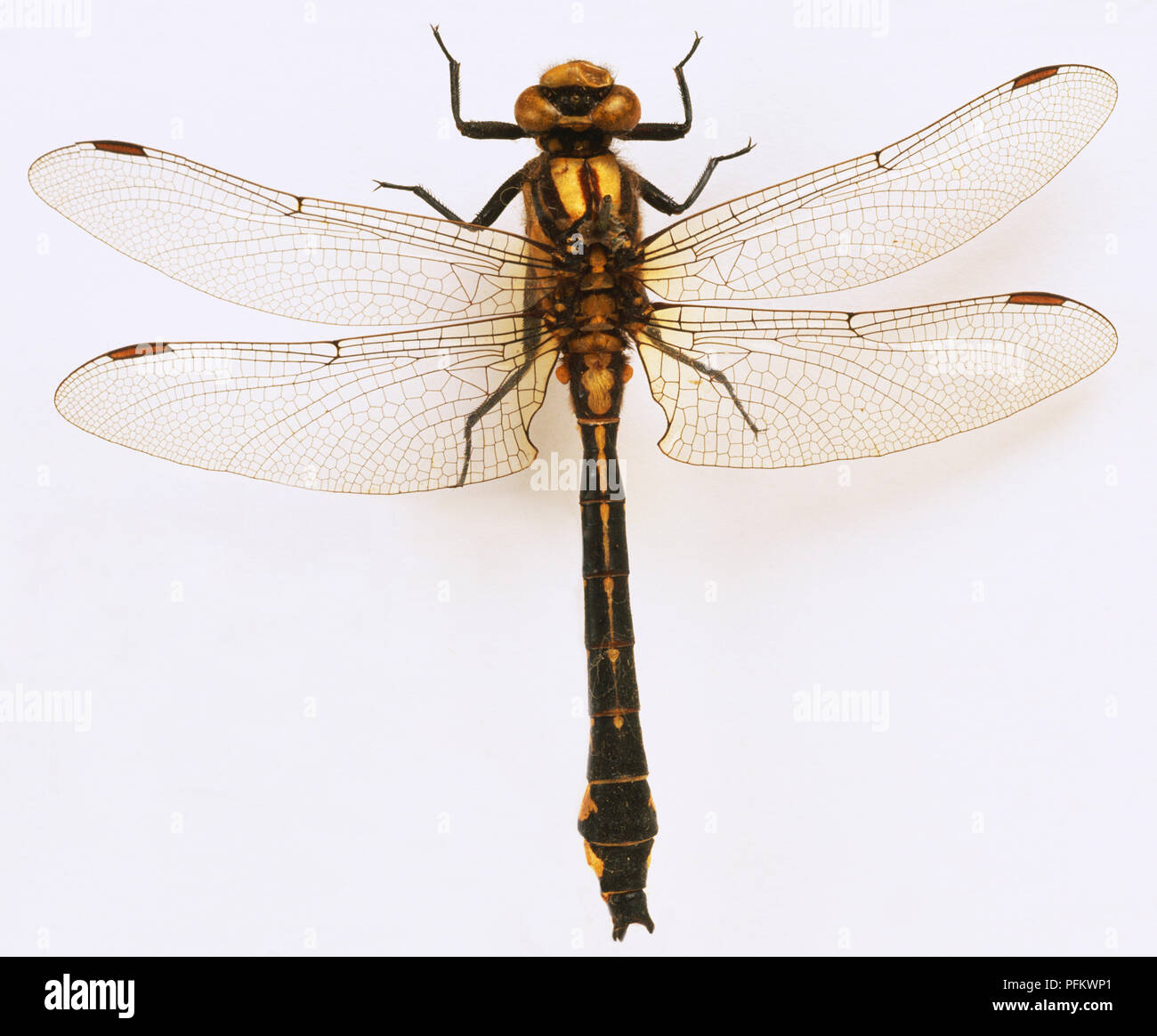 Club-tailed dragonfly (Gomphus Vulgatissimus). Foto Stock