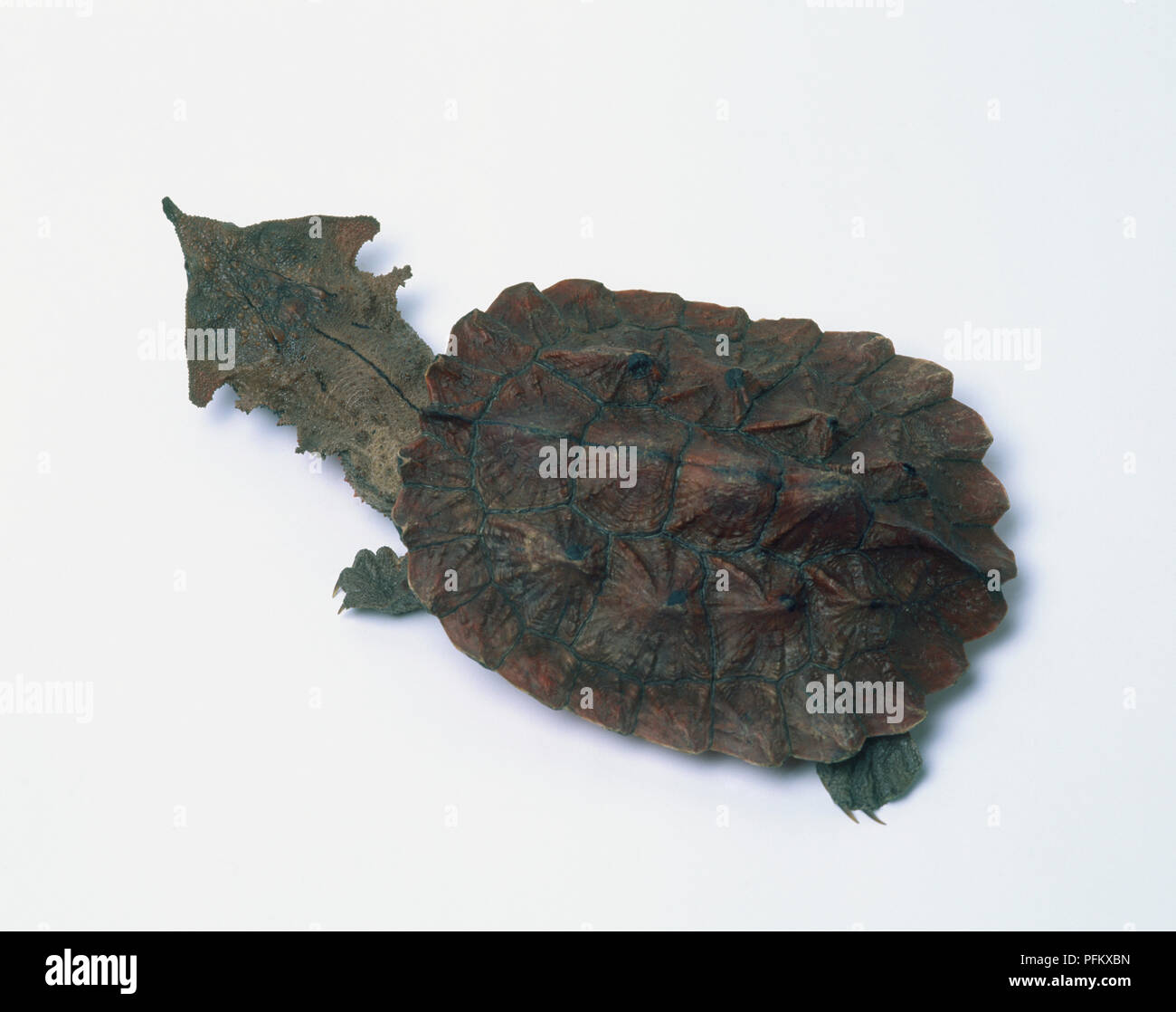 Mata mata turtle (Chelus fimbriatus), vista da sopra Foto Stock