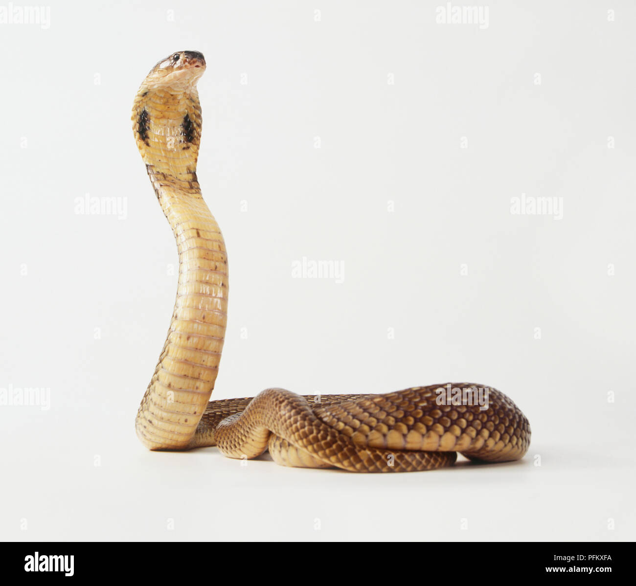 Monocled cobra (Naja kaouthia) con la testa sollevata Foto Stock