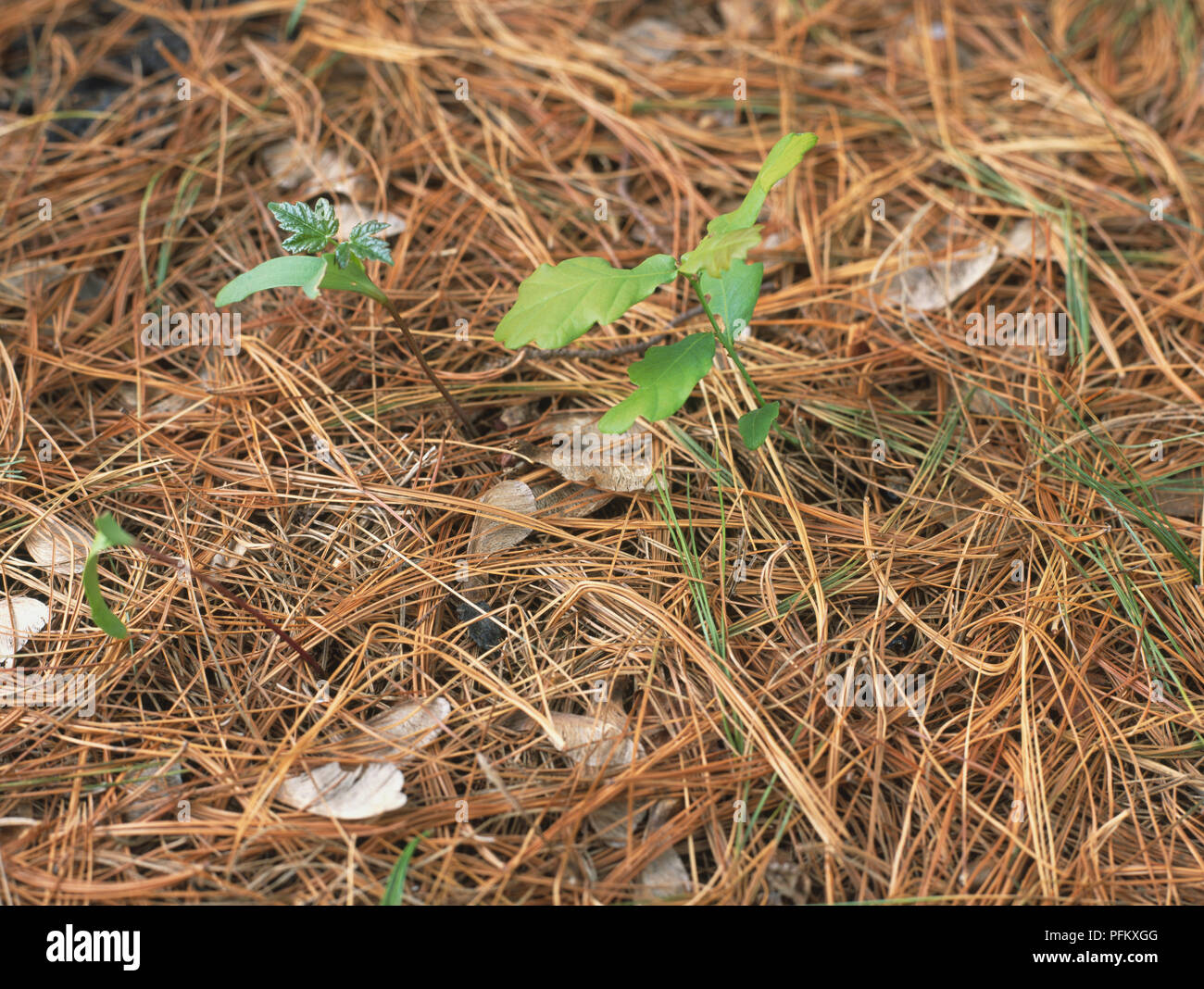 Quercus sp., Rovere, piantina spingendo attraverso il suolo della foresta, vicino fino Foto Stock