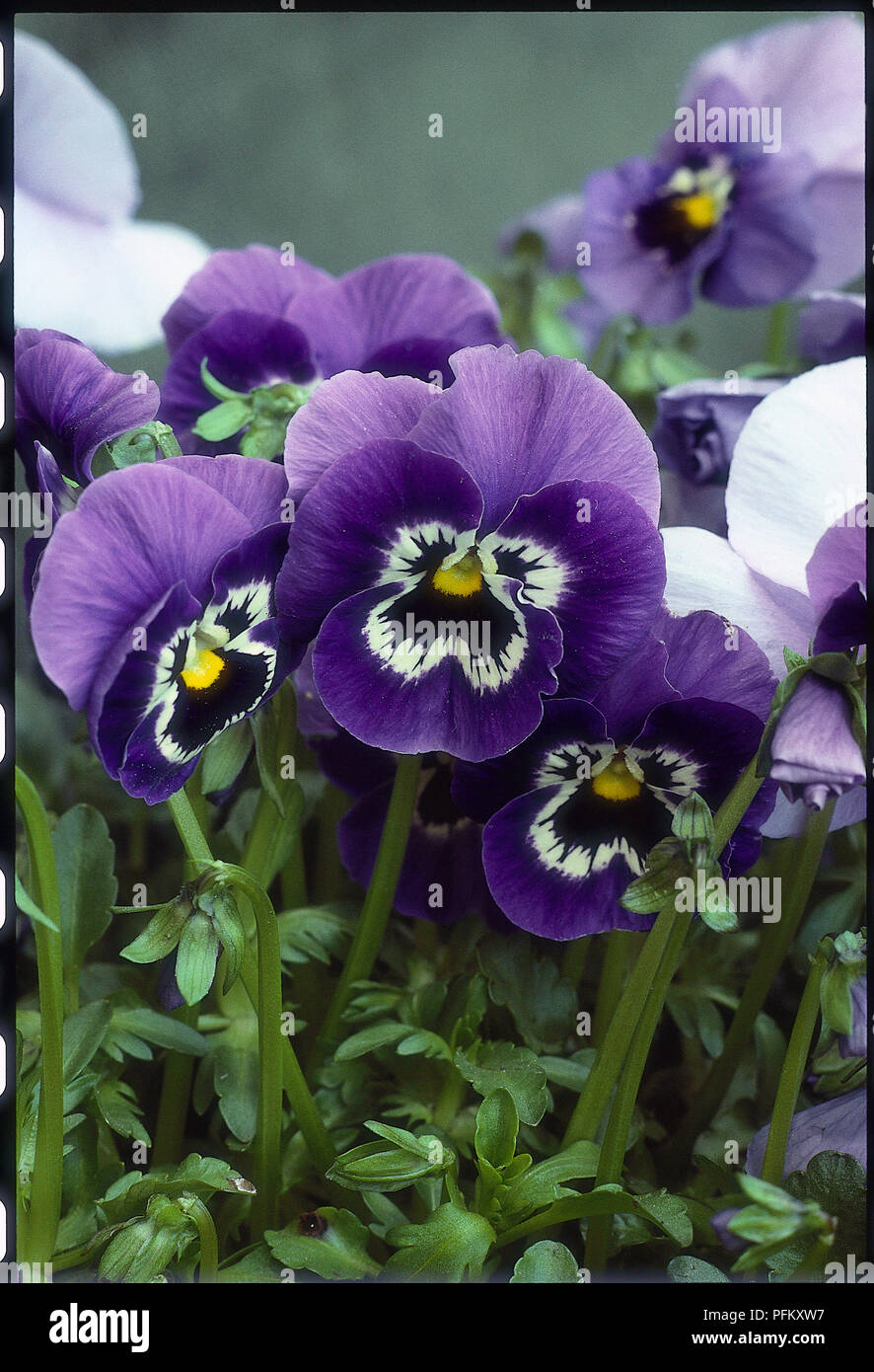 Viola x wittrockiana Joker serie, una folte e diffusione perenne, di solito cresciuto come un annuale o biennale, con grandi, arrotondate, 5-petalled, violaceo-fiori blu, bianco e nero con volti e gli occhi gialli. Foto Stock