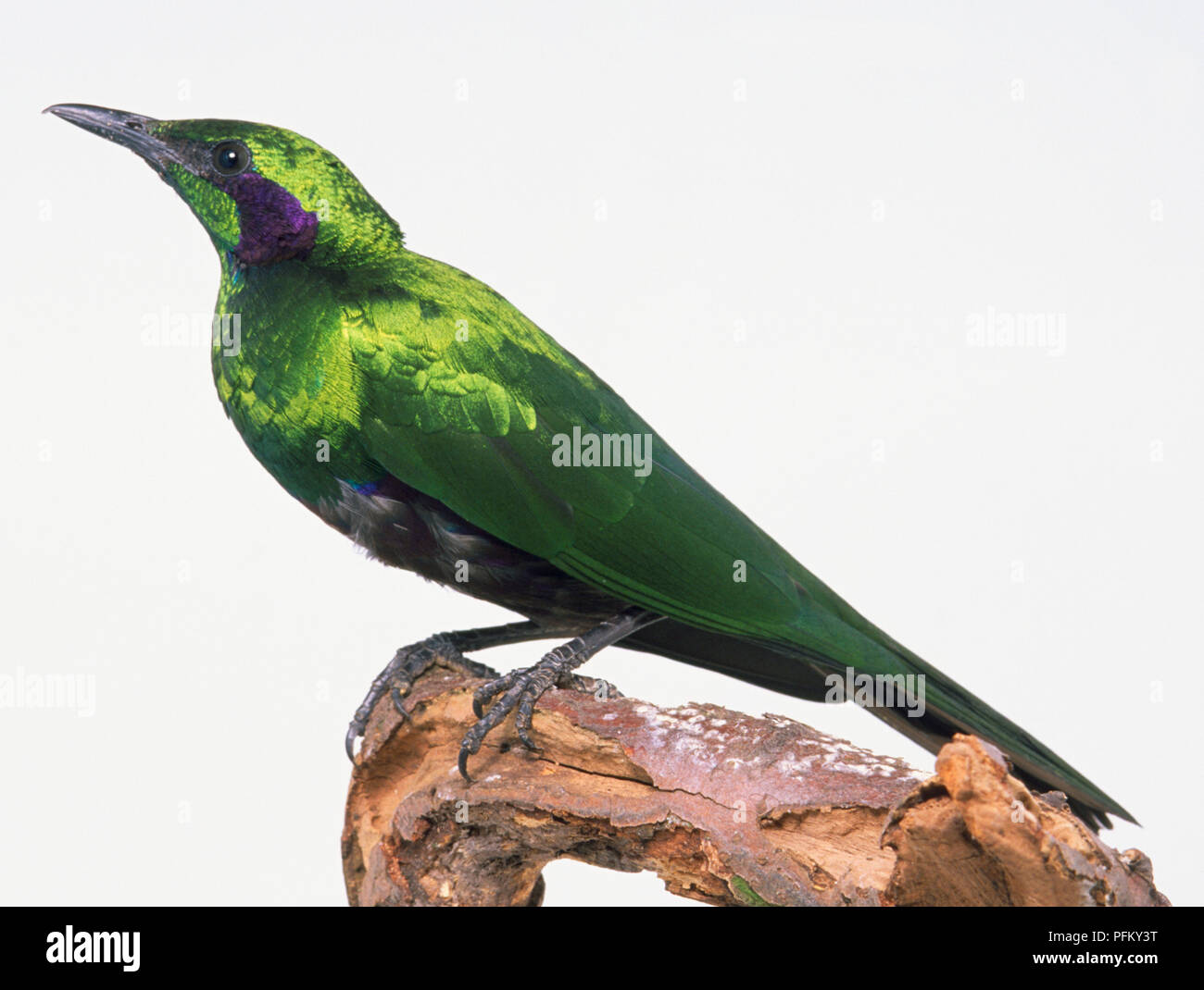 Vista laterale di uno smeraldo Starling, appollaiate su un ramo sottile, con testa in profilo e mostra lucido, verde smeraldo del piumaggio/piume. Foto Stock