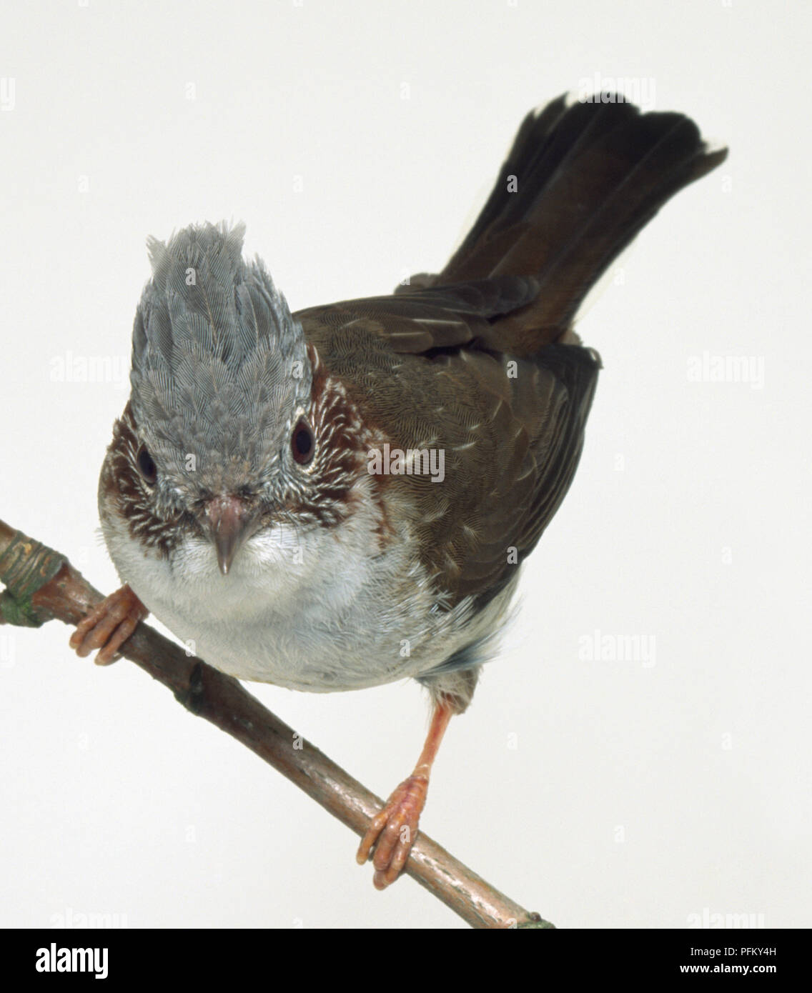 Vista frontale di un Yuhina striato, appollaiate su un ramo sottile con boccioli, visualizzando la folta cresta di testa e striato piumaggio. L'uccello è inclinata e rivolta in avanti. Foto Stock