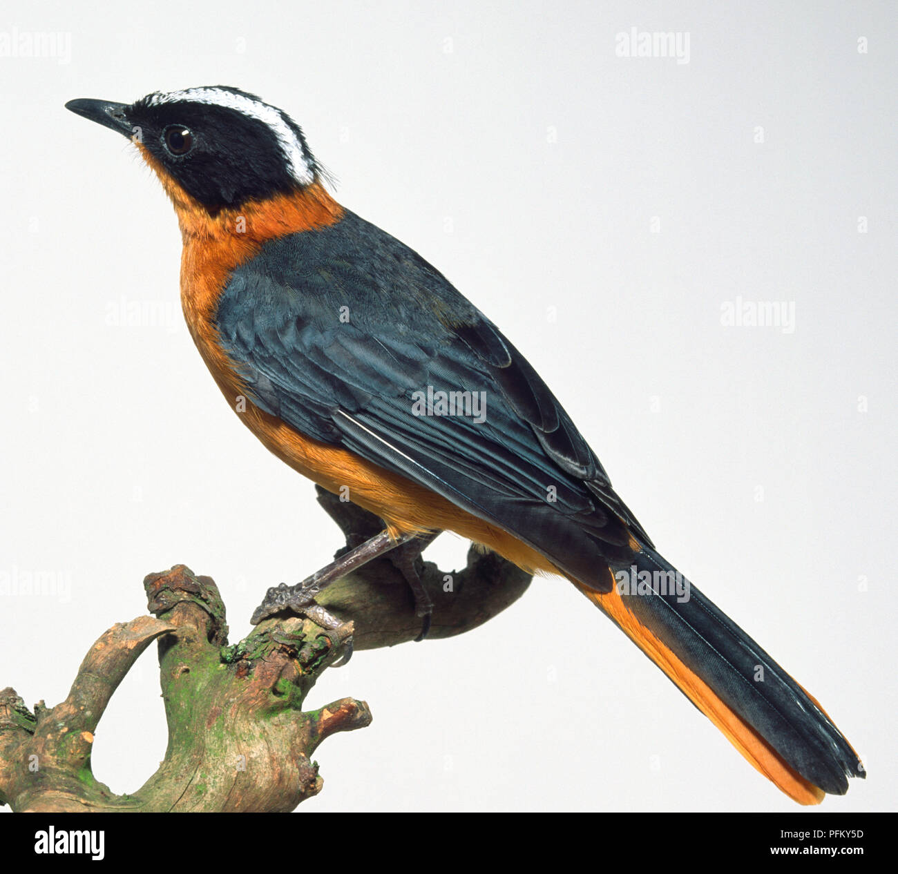 Vista laterale di un Snowy-Headed Robin-Chat appollaiate su un ramo con la sua testa in profilo. Foto Stock