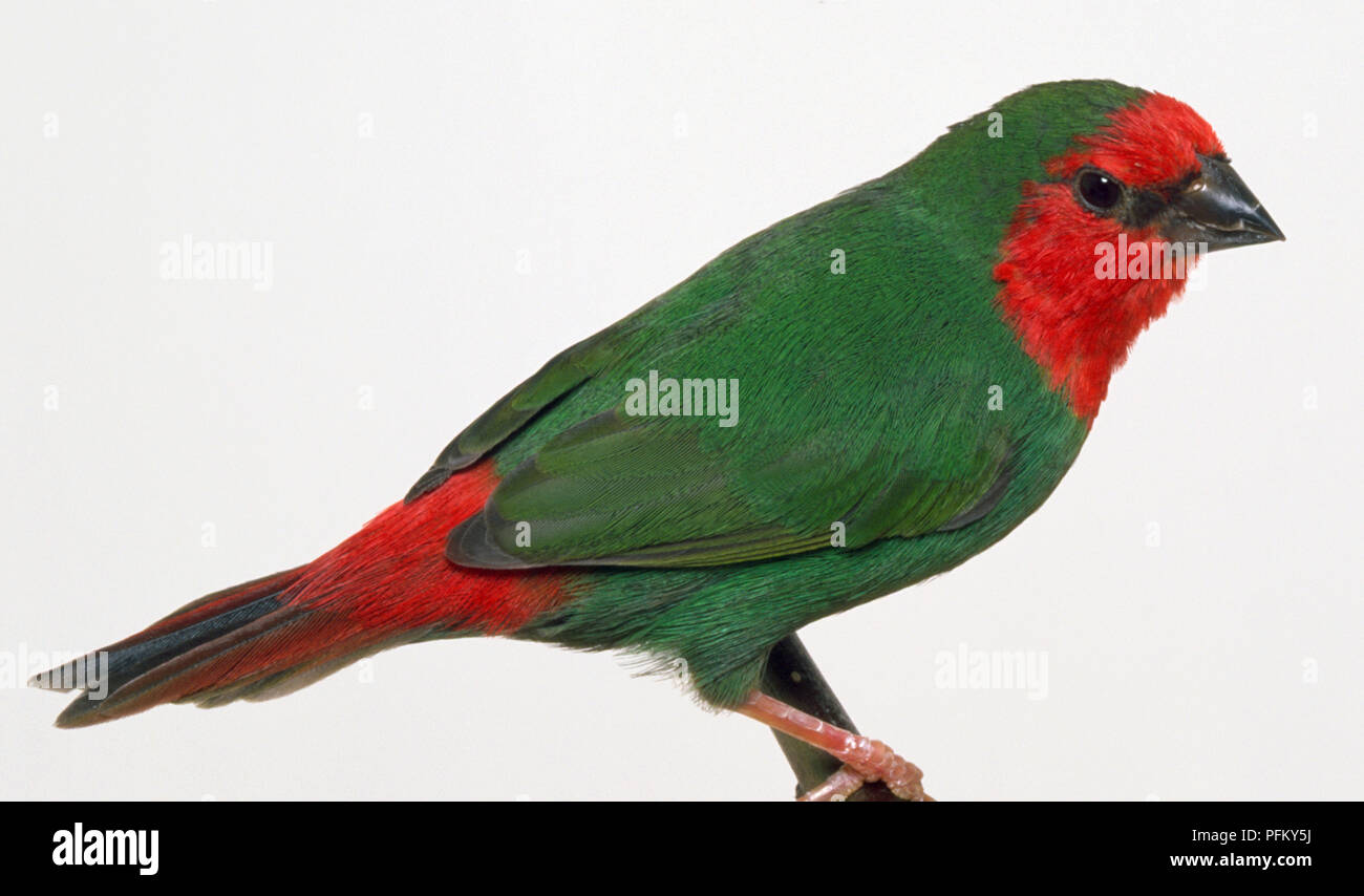 Vista laterale di un Red-Throated Parrot-Finch, appollaiate su un ramo di stretta, che mostra il corpo verde del piumaggio, red head visto di profilo e fesa di rosso. Foto Stock