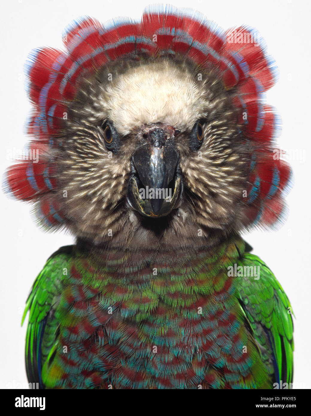 Vista frontale della testa di close-up di un pappagallo Red-Fan mostrante la agganciato bill e fissando gli occhi. L'uccello ha diffuso la sua cresta di piume in un ampio ventilatore che incorniciano la faccia. Noto anche come il falco capo-parrot. Foto Stock