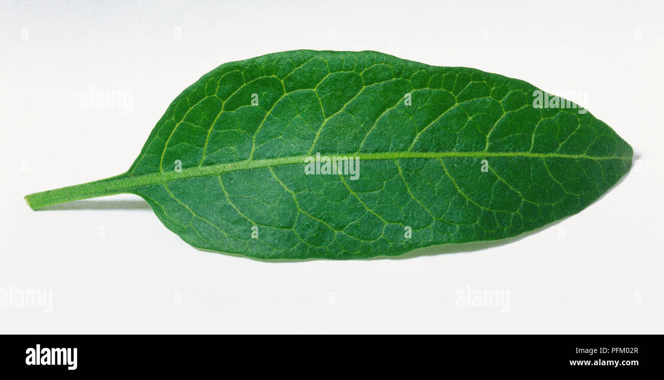 Foglia dal cileno albero di patata (Solanum Crispum 'Glasnevin') Foto Stock