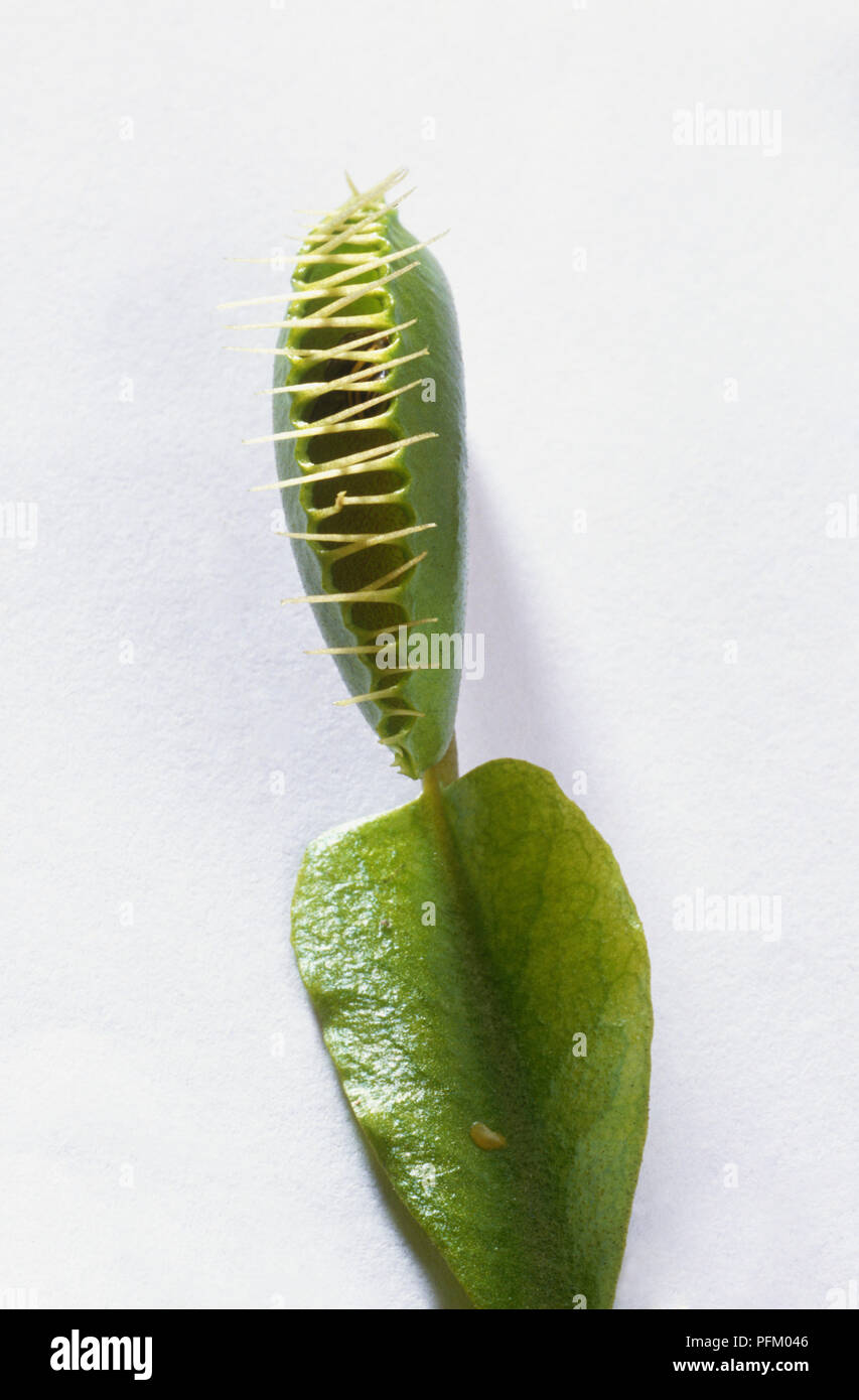 Dionaea muscipula (Venus flytrap), chiuso Foto Stock