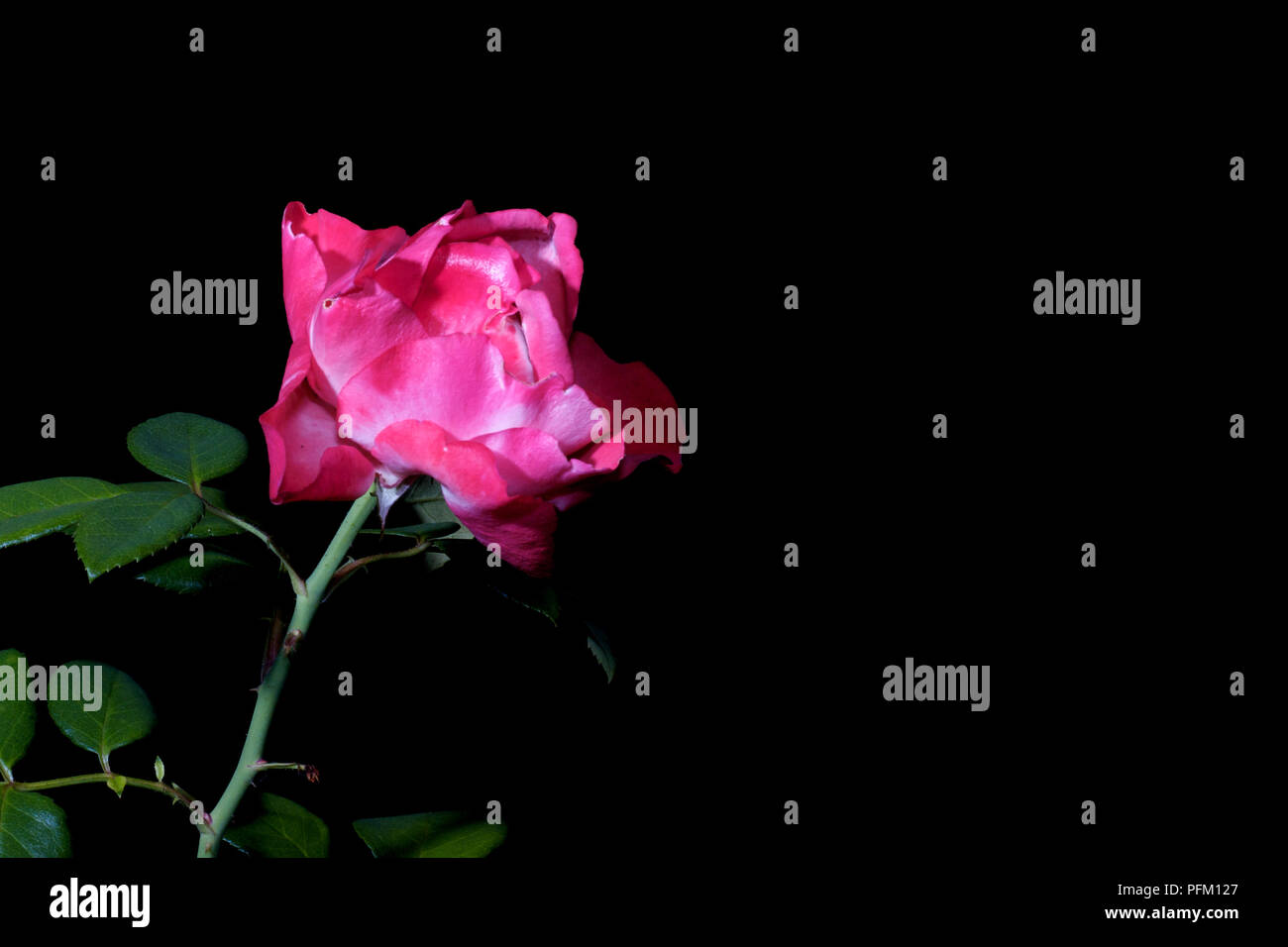 Una rosa rosa isolata su sfondo nero Foto Stock