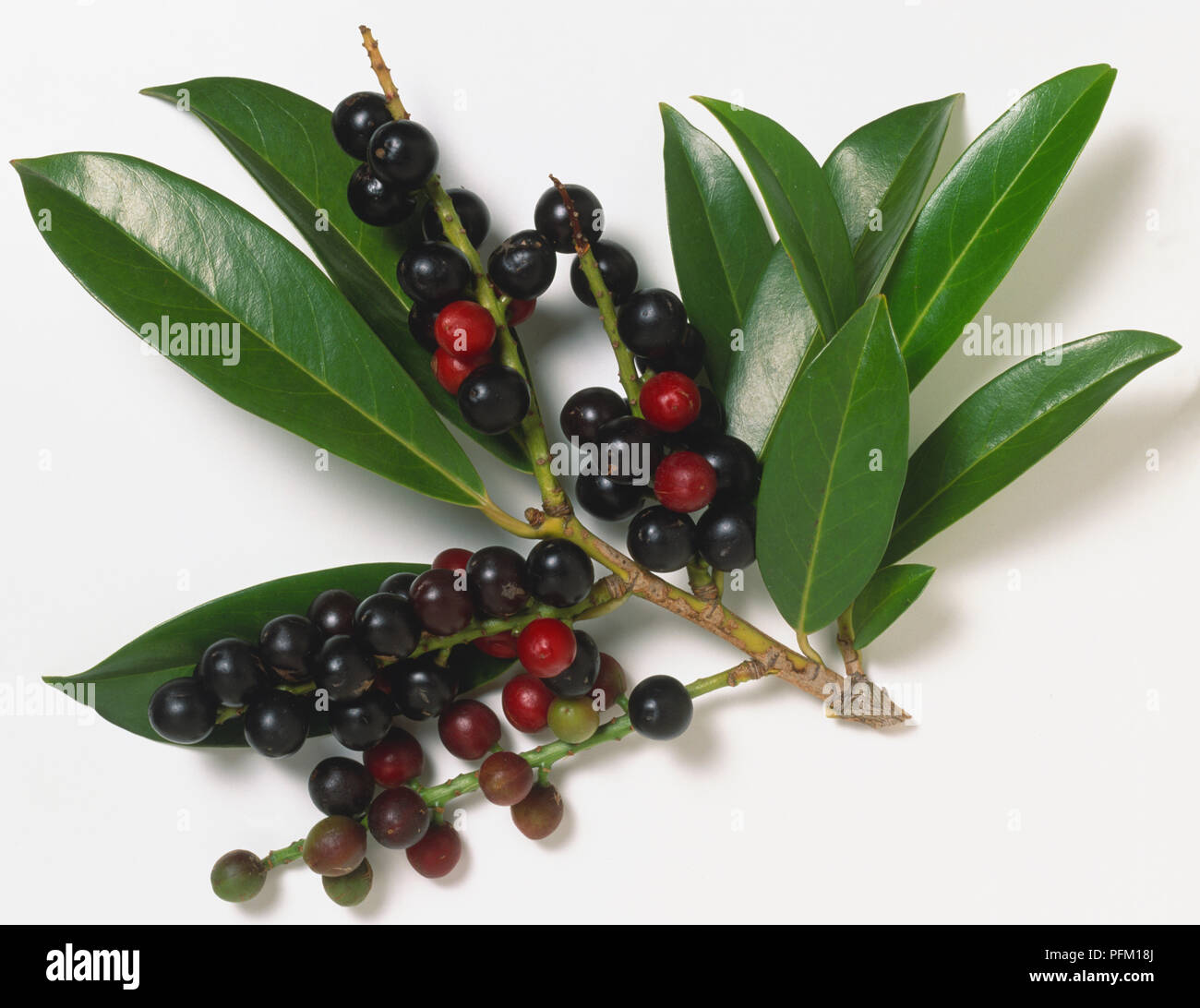 Rosaceae, Prunus laurocerasus, Cherry Laurel giallognolo picciolo, lucide foglie oblungo, la maturazione dei frutti dal verde al rosso a nero. Foto Stock