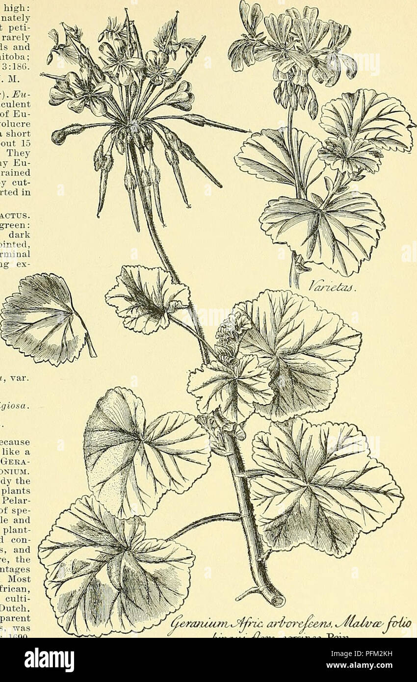 Questa voce tratta dalla "Cyclopedia of American Horticulture" descrive Pedicularis Pelargonium, una specie vegetale trovata in boschi secchi e boschetti dalla nuova Scozia al Manitoba, e dalla Florida al Messico settentrionale. In genere cresce fino a 1,5 piedi, con foglie alternate e pinnaticamente divise e fiori gialli o rossastri. La fioritura avviene da aprile a giugno. Foto Stock