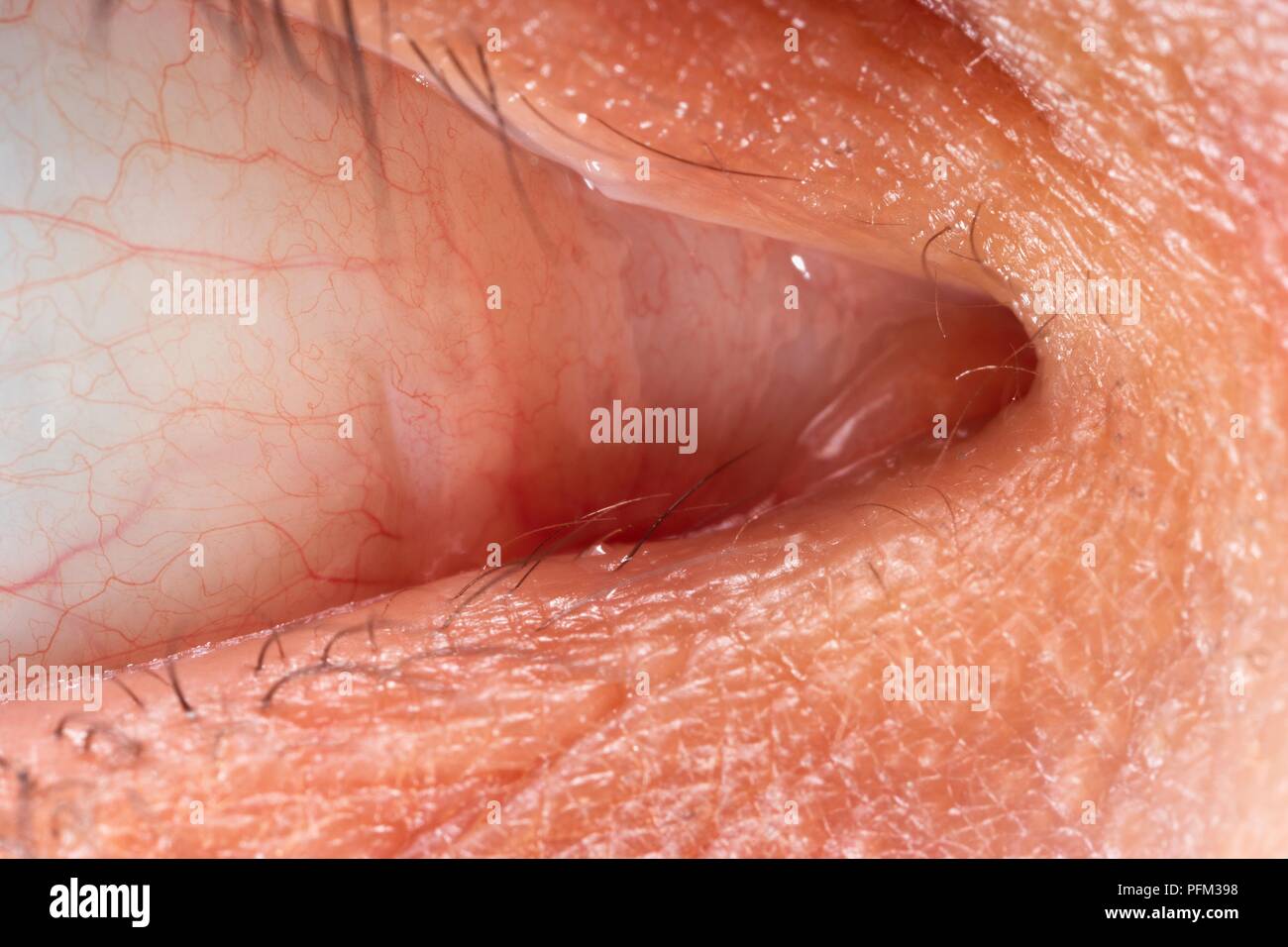 Occhio umano mostra ghiandola lacrimale, close-up Foto Stock