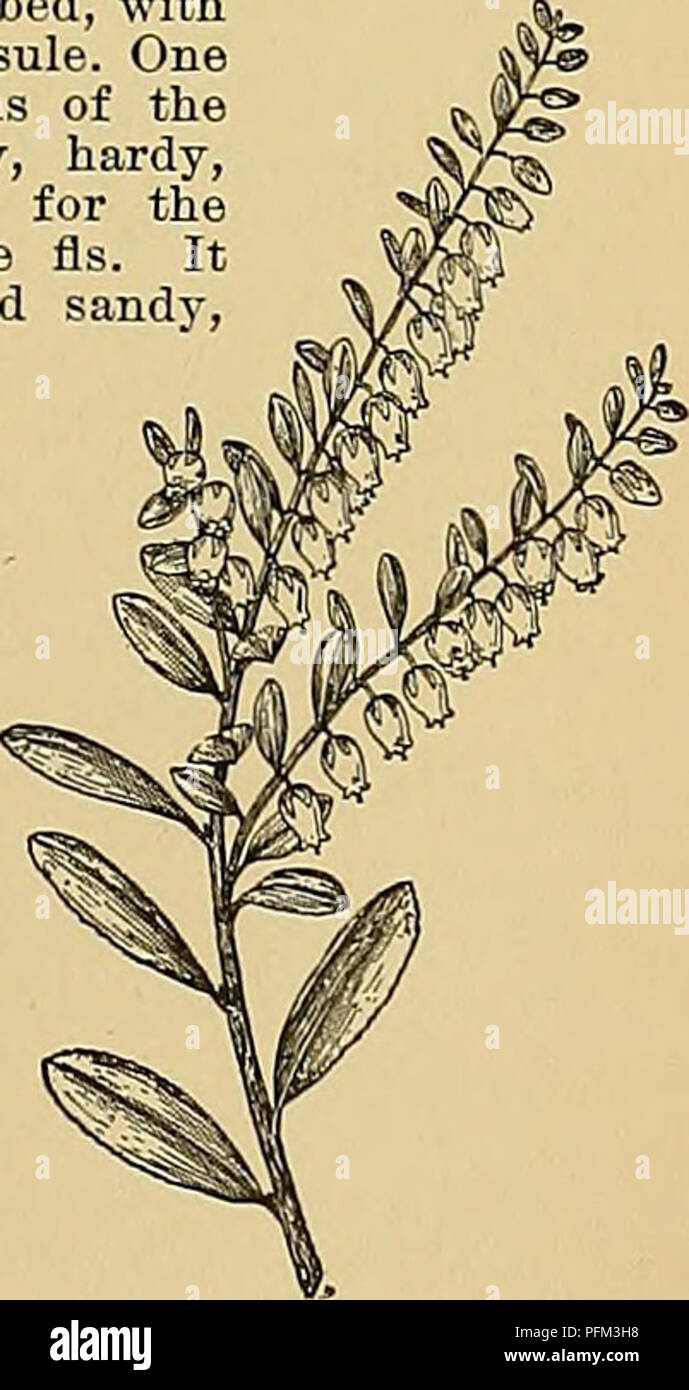 . Dell'enciclopedia di American orticoltura comprendente suggerimenti per la coltivazione di piante orticole, descrizioni delle specie di frutta e ortaggi, fiori e piante ornamentali vendute negli Stati Uniti e in Canada, insieme geografico e biografie. Il giardinaggio. 419. Chamscyparis pisifera, var. sQuarrosa. acuta, di solito verde brillante, con un premistoppa sul retro : staminate amenti brightied (giallo in tutte le altre specie): cono globose, circa Min. in rosso-marrone e spesso glaucous. Da Oregon a California S.S.10:531. Gng.2:327. ÂThis è uno dei più belli di conifere a Foto Stock