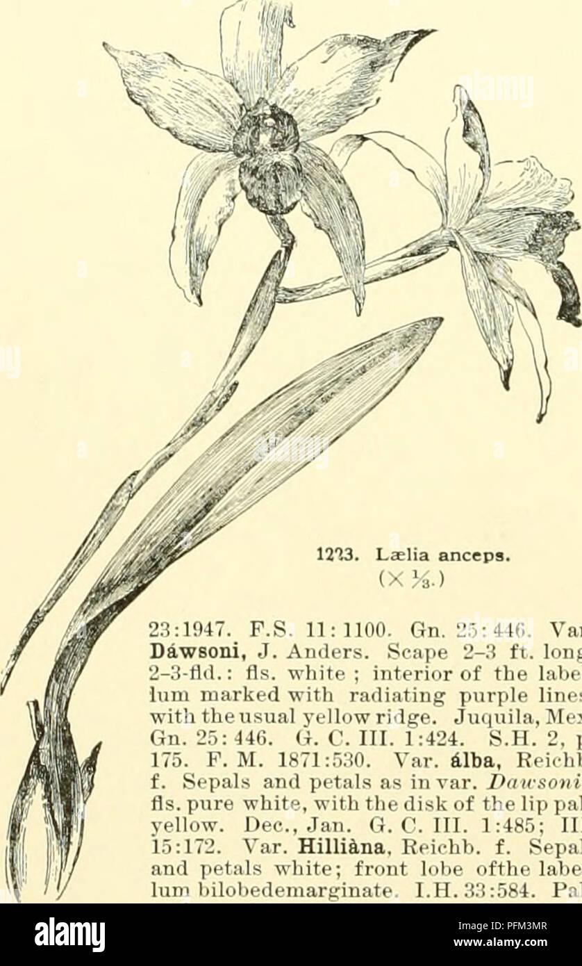 Questa cyclopedia fornisce un ampio riferimento per l'orticoltura in Nord America, descrivendo dettagliatamente le specie vegetali, i consigli per la coltivazione e gli schizzi biografici di figure chiave nel campo dell'orticoltura. Foto Stock