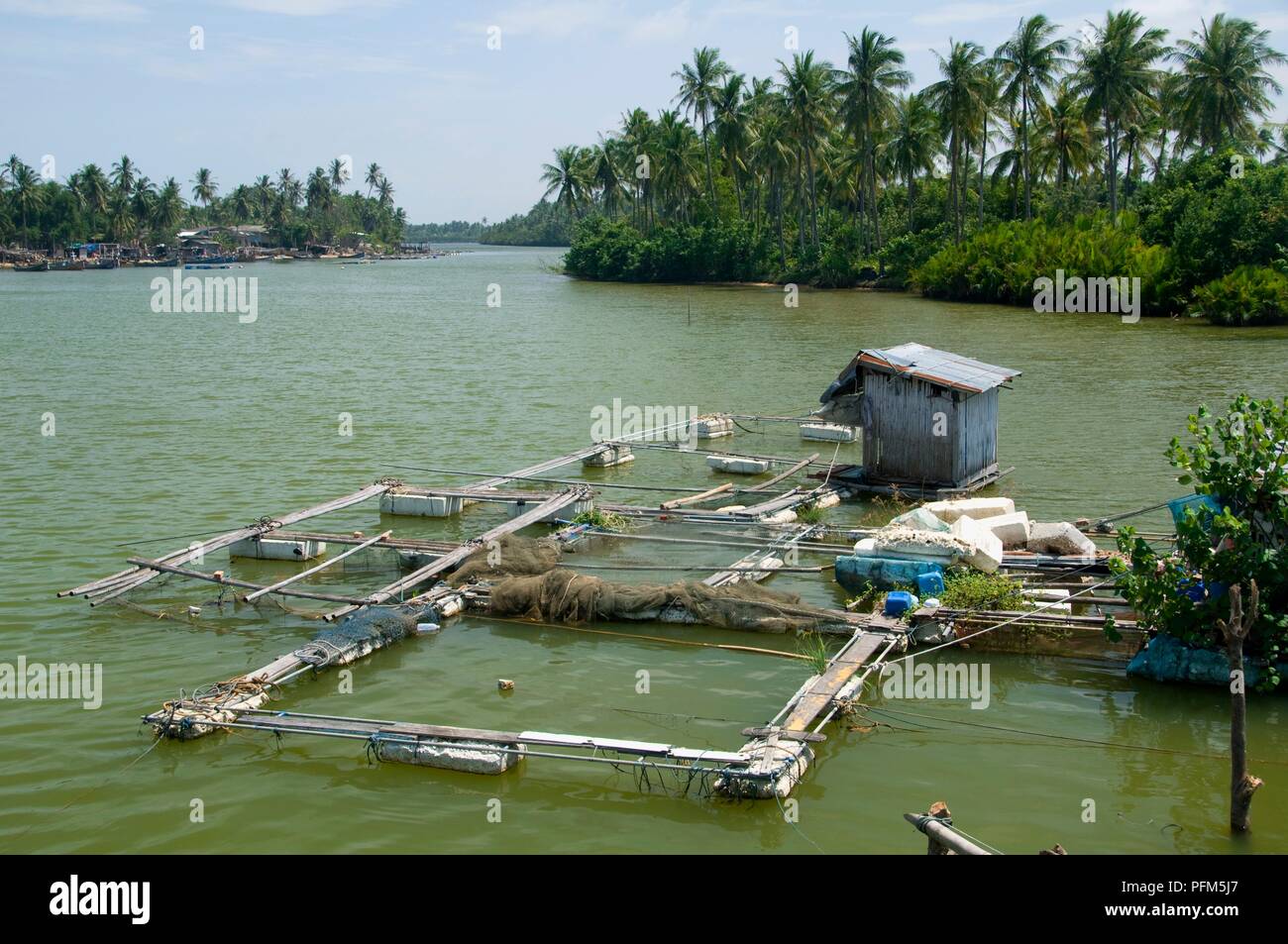 Thailandia, Saiburi, pesce penne Foto Stock