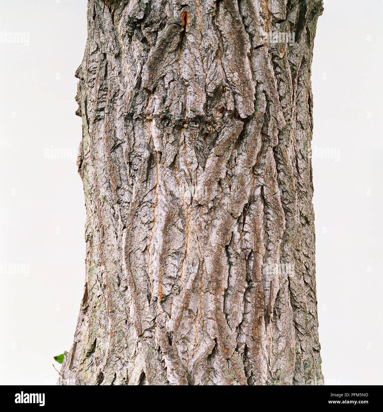 Populus x canadensis, corteccia di albero, close-up Foto Stock