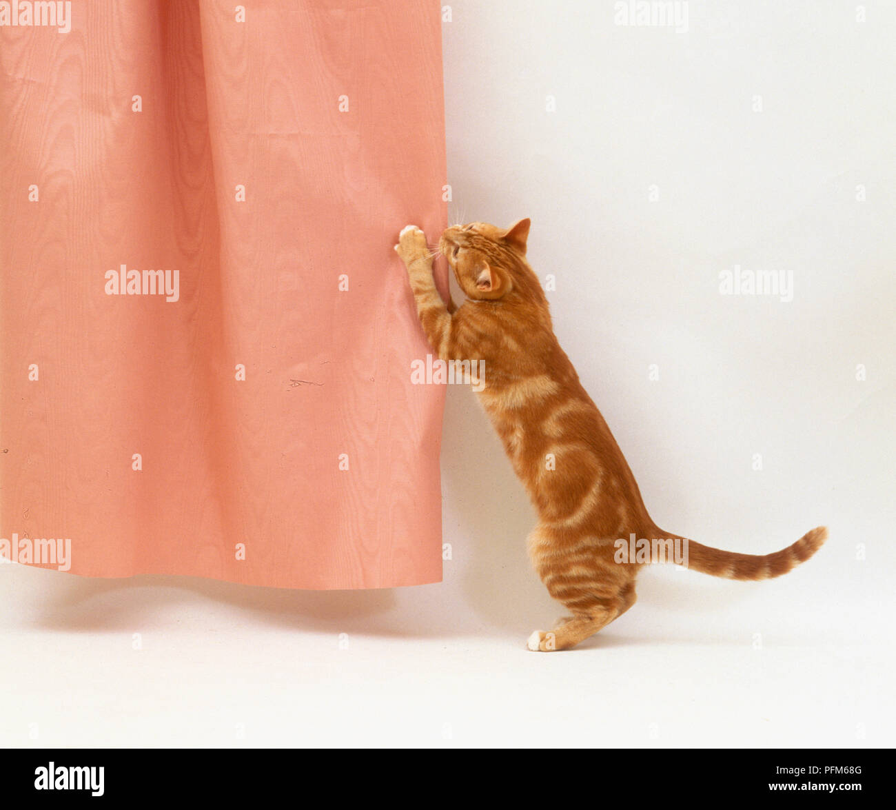 Un gattino di graffiare una tendina Foto Stock