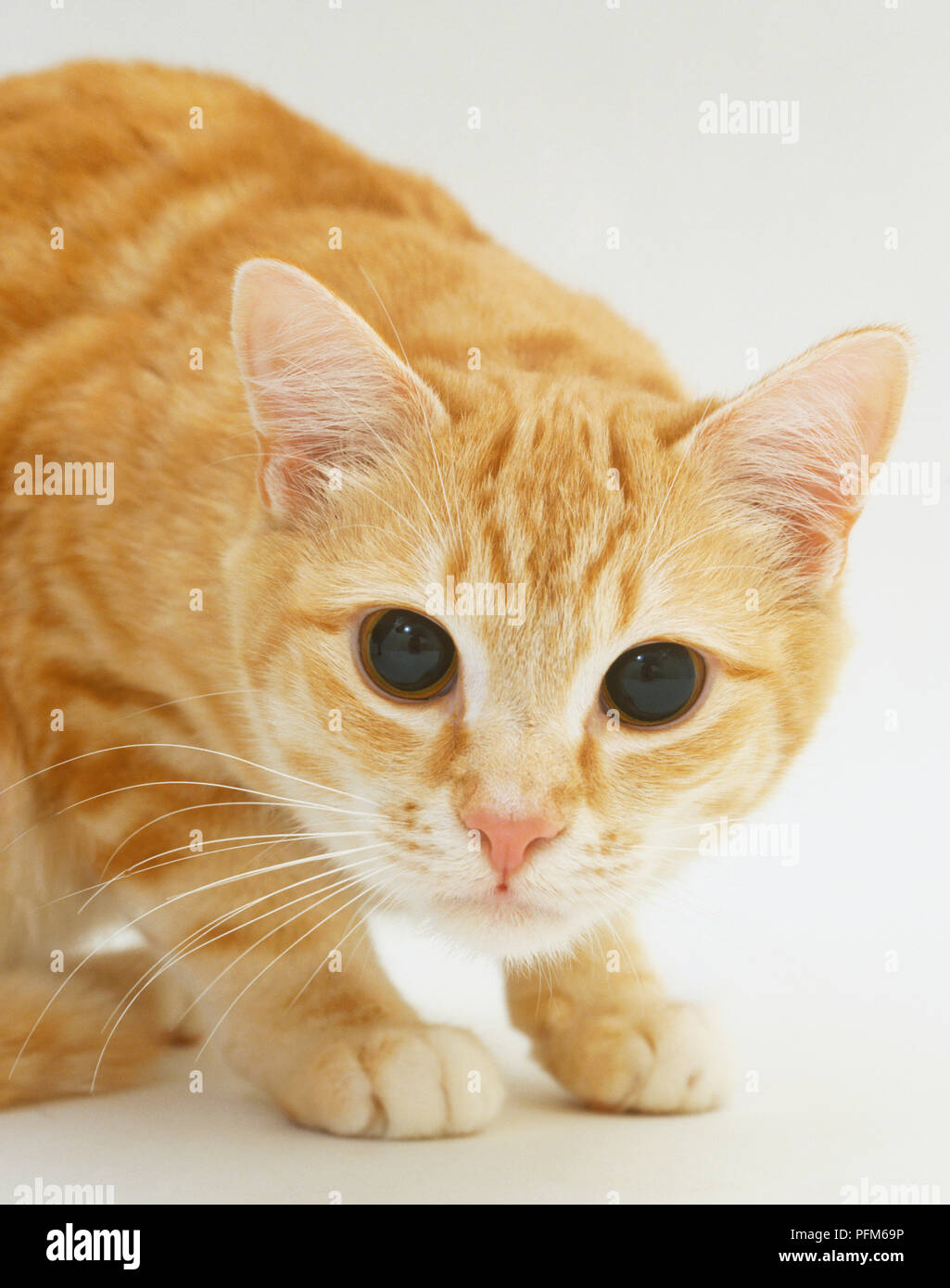 Un gatto con pupille dilatate Foto stock - Alamy