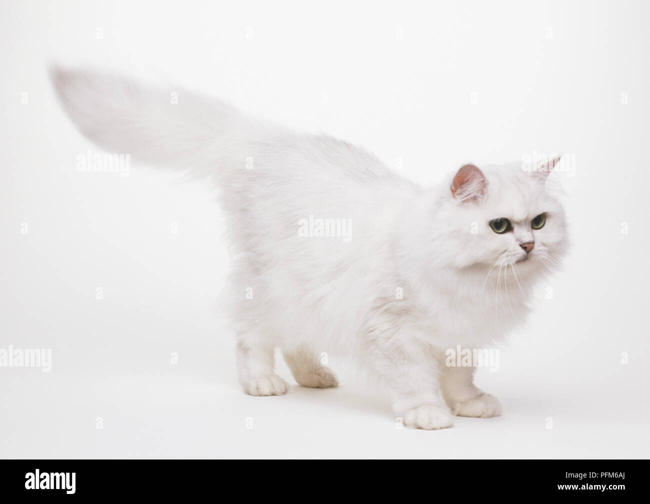 Una persiana bianca (felis catus) con è coda folta distesa, vista laterale Foto Stock