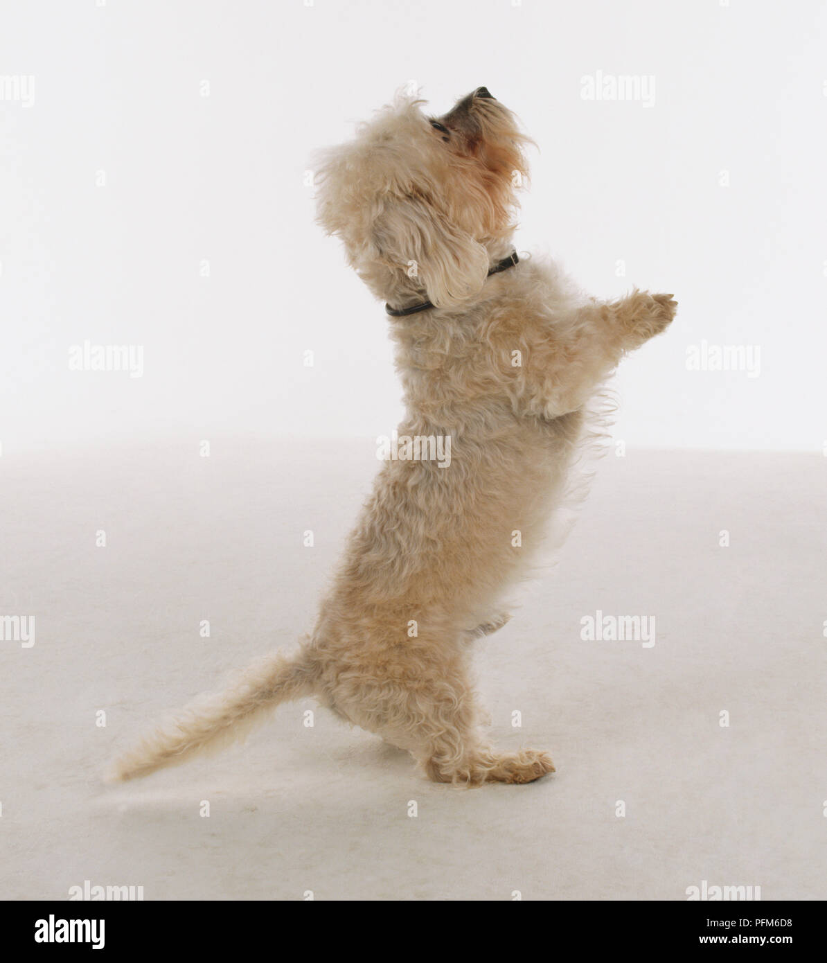 Piccolo Cane bianco, canis familiaris, in piedi sulle zampe posteriori e guardando in alto, vista laterale. Foto Stock