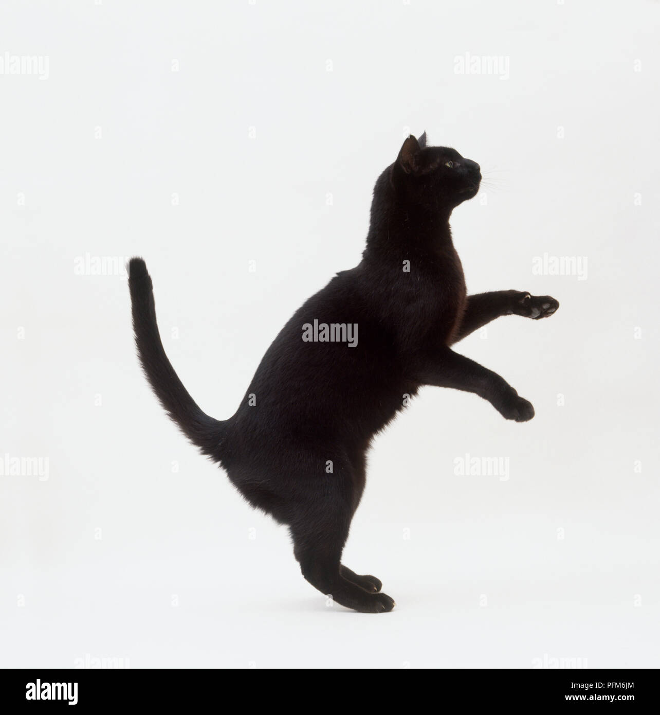 Gatto nero Elemosinare il cibo, in piedi sulle zampe posteriori Foto Stock