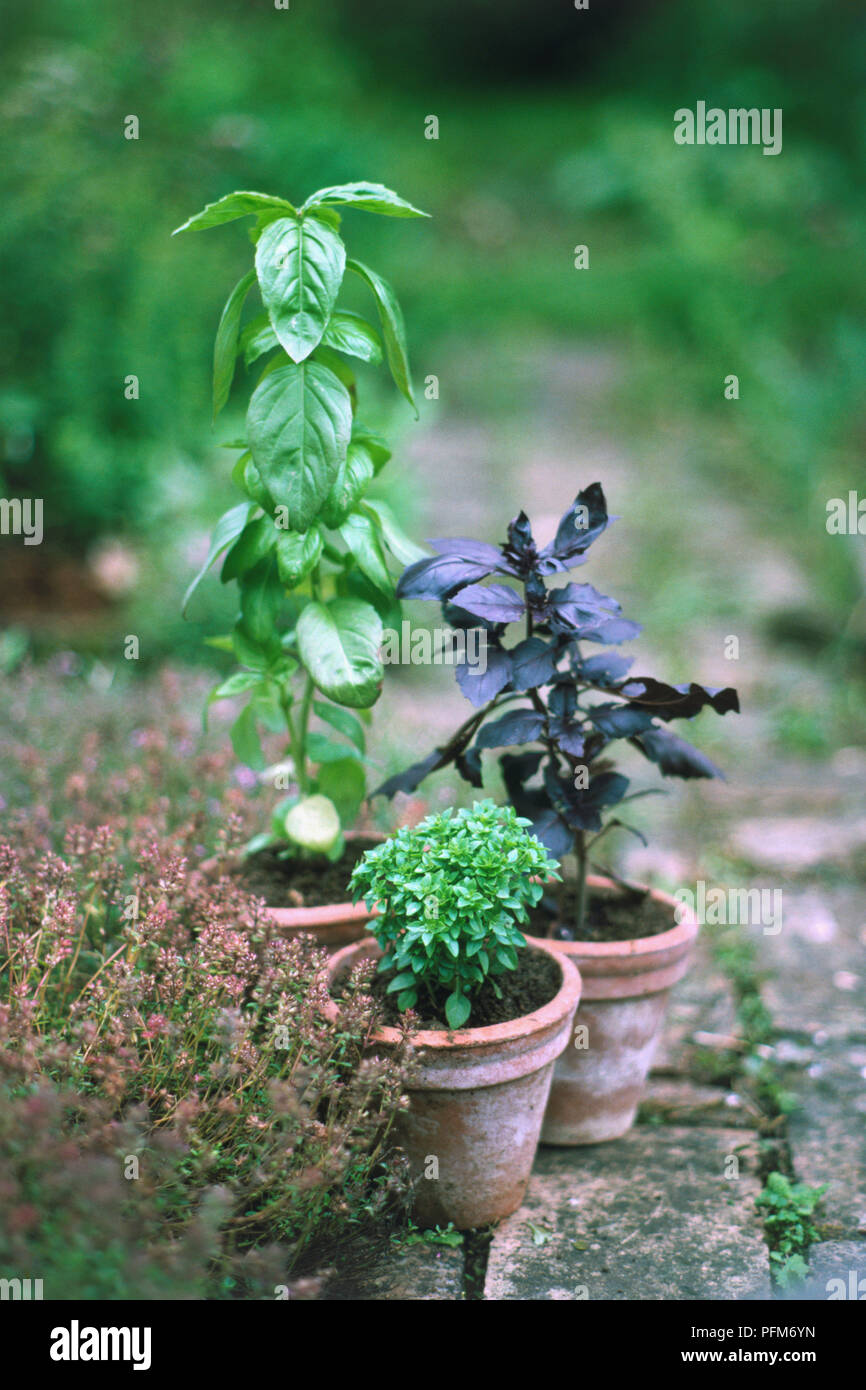Ocimum basilicum, vasi di piante di basilico sul percorso del giardino, vicino fino Foto Stock