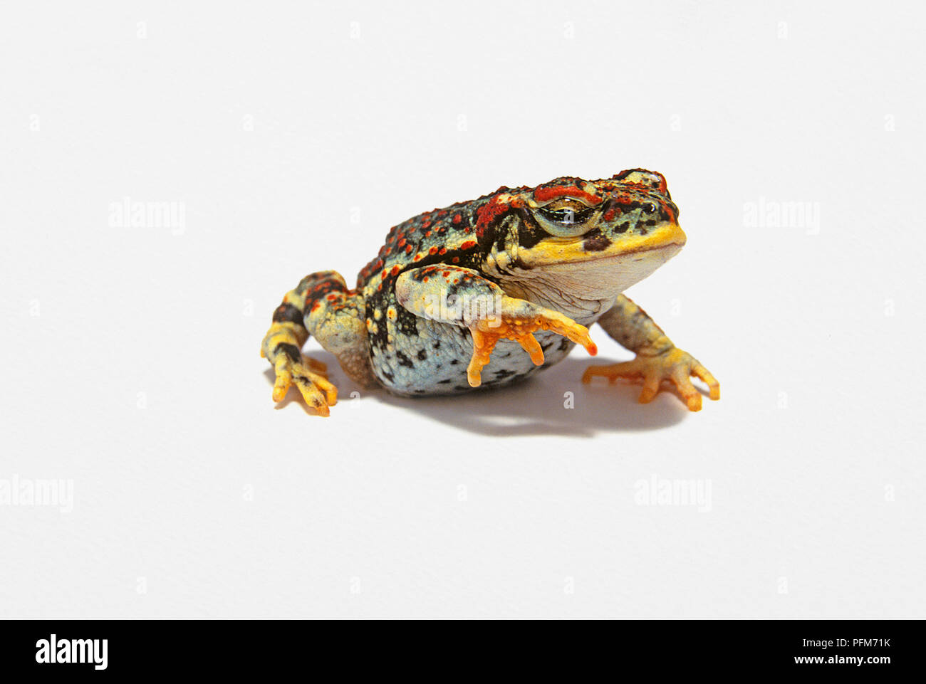 Il rospo Red-Spotted (Bufo punctatus), con gamba anteriore sollevato Foto Stock