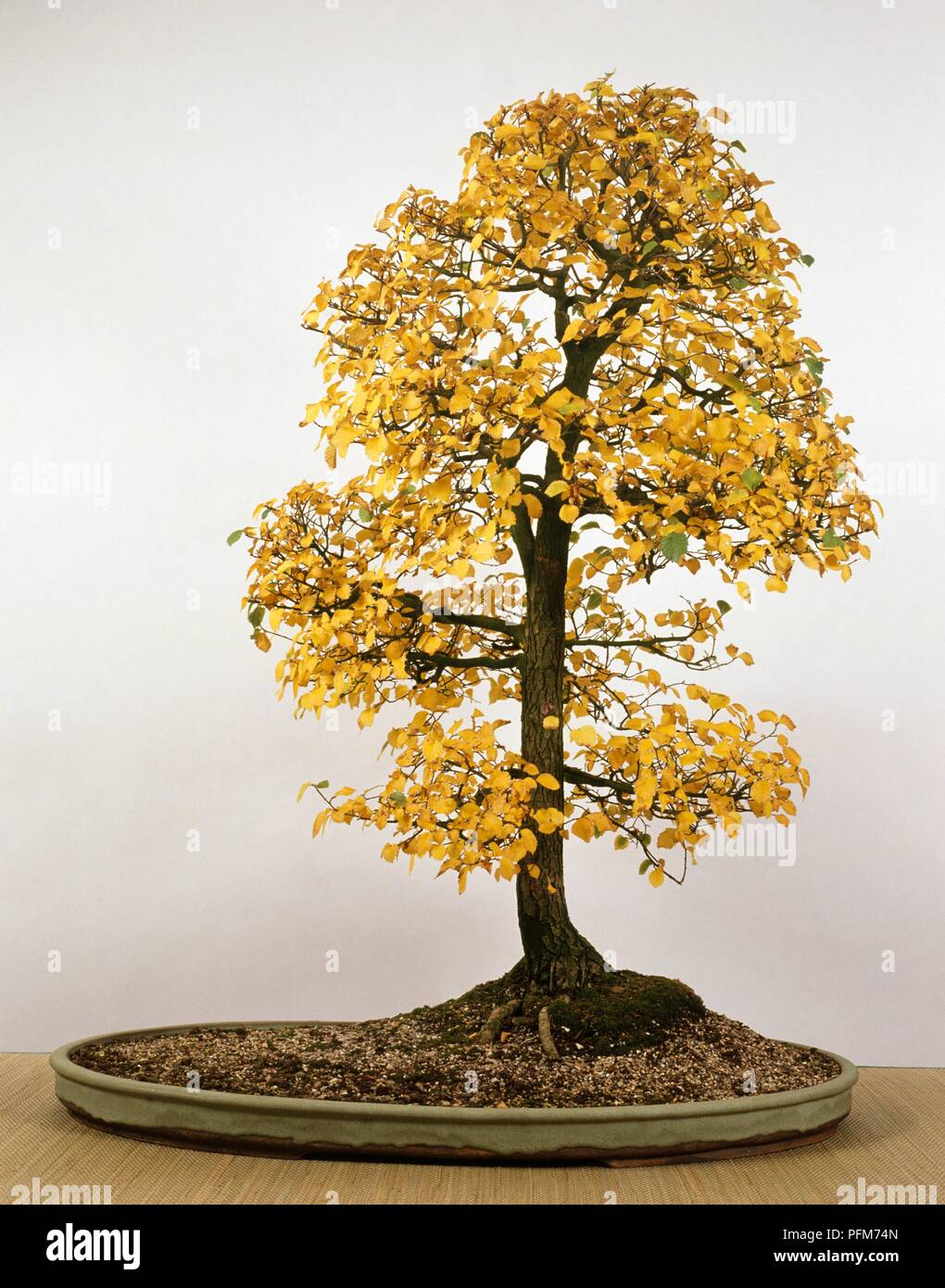 Ulmus procera (Inglese elm), albero di bonsai con fogliame giallo Foto Stock